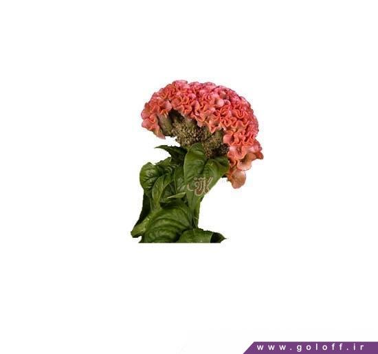 خرید آنلاین گل تاج خروس دلایت - Amaranth Flower | گل آف
